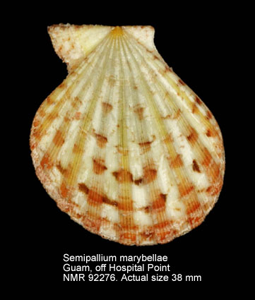 Semipallium marybellae.jpg - Semipallium marybellae Raines,1996